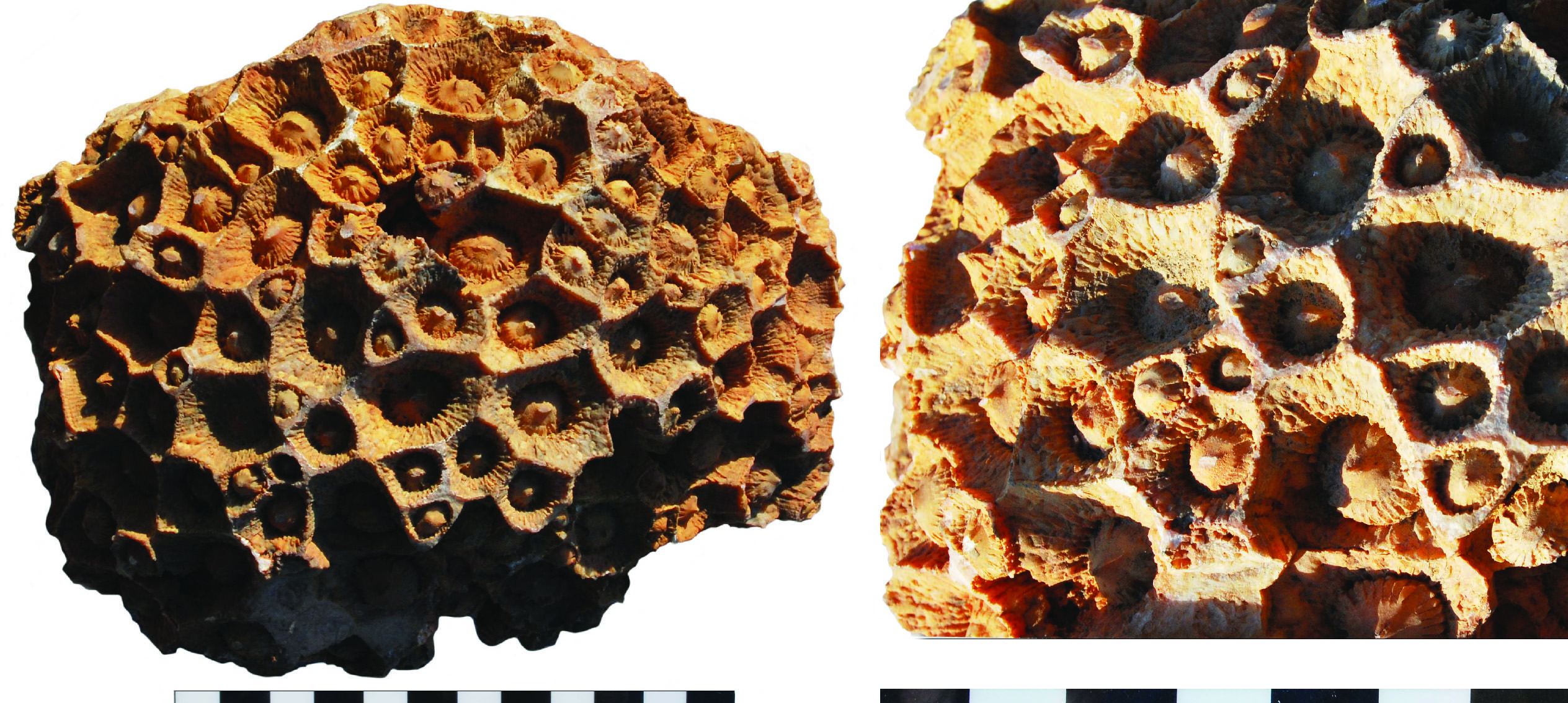 Specimen of Acrocyathus floriformus on display in the Department of Earth and Environmental Sciences, University of Kentucky. Scale in centimeters.